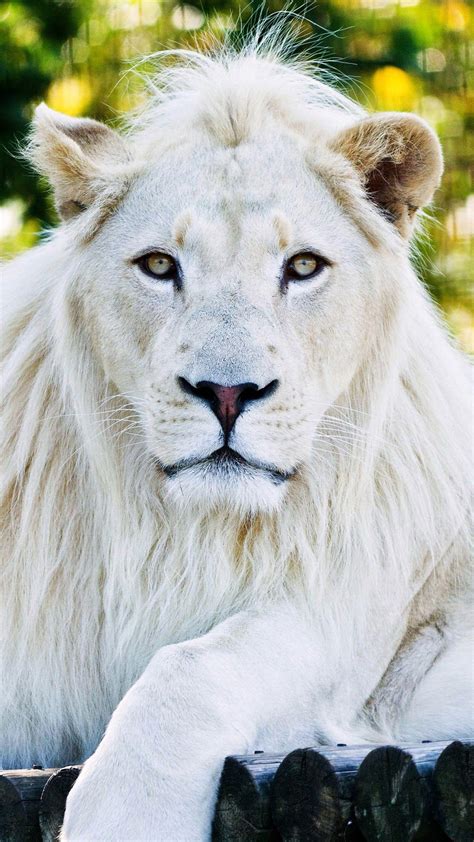 White Lion Bwin